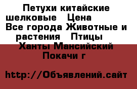 Петухи китайские шелковые › Цена ­ 1 000 - Все города Животные и растения » Птицы   . Ханты-Мансийский,Покачи г.